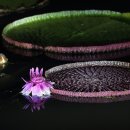 밤에피는 빅토리아연꽃 이미지