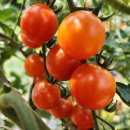 양감농장 이미지