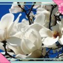 꽃피는 봄날 이미지