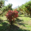 단풍나무 농장 이미지