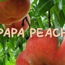 파파농장 이미지