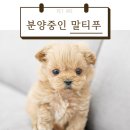 AMI PET 이미지
