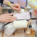 사과나무 한방재활 동물병원 | 강아지 침치료 14살 노견 잠실 한걸음더 재활한방 동물병원