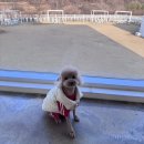 댕댕 | ✂️옥정 댕댕월드&amp;퍼피 방문 후기ㅣ스트레스 덜 받는 강아지 미용 찾았다