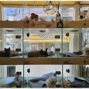 퍼피살롱 이미지