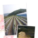 정남진농장 이미지