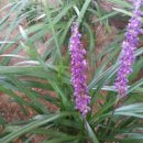 한경희광천토굴새우젓 이미지