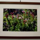 들꽃사랑 이미지