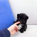꼬리치는강아지 | 동탄 여울공원 산책을 그리며! 인천유앤미펫에서 시작된 화성강아지분양 솔직 후기