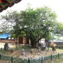 장수황씨종택 | 문경 대하리 장수황씨종택 탱자나무