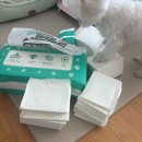 요술강아지 | 페츠모아 요술배변패드 흡수잘되는 강아지배변패드 실제사용후기