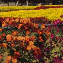 시래기코다리찜 이미지