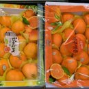 쌍둥이청과 이미지