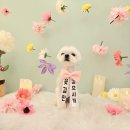 유로애견샵 이미지