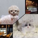 진주강아지분양 고양이분양 미유펫 이미지