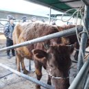 횡성시장 이미지