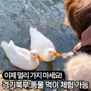 평강하우스 | 포천 가볼만한곳 데이트코스 추천 - 마이애니멀스토리 in 평강랜드 주말 방문후기 주차 입장권