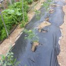 만물상회 이미지