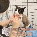 로이동물병원 | 파주고양이미용실 소중하냥 생애 첫 미용목욕 후기