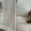 강아지분양 고양이분양 도그마루 무료 검단점 이미지