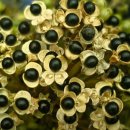 송이농장 이미지