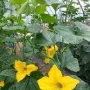 텃밭가꾸기 이미지