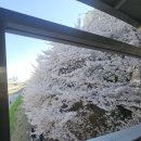 안양천 공중화장실(광명대교) | 안양천 벚꽃 피크닉 명당부터 주차까지 완벽 정리