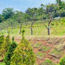 정식목장 이미지