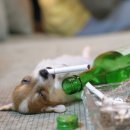 우리강아지 이미지