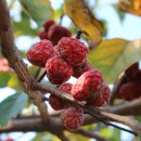 김희태농장 이미지