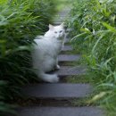 삼마네개냥이 이미지