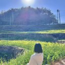 두모가 | 남해 유채꽃 개화상태🌼 두모마을 실시간 후기 (사진스팟 꿀팁)