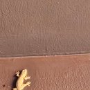 복중농장 이미지