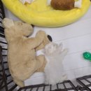 소금새 | [아기말티즈] 새 가족 소금이 입양후기 🐶💗