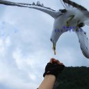 죽도해상낚시터(폐업) | 울릉도 여행 코스 갈매기들과 떠나는 해상관광 울릉도 섬일주 관광 유람선