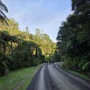 2026년 6월 20일, Suspension Bridge Track-Wairoa Loop Track 이미지