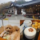 카페쁘찌 | 파주 초리골제빵소 분위기 좋은 한옥카페 애견동반