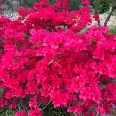 대왕농원 이미지