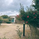 솔레올레 이미지