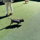 호텔스 컴도그 이미지