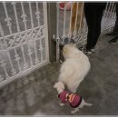 마루애견 이미지