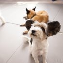 오드리 독 이미지