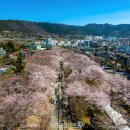 돌산축구장 화장실 | "아는 사람들만 찾아가는 벚꽃 명소" 2주 뒤면 만개 예상되는 숨은 벚꽃 명소