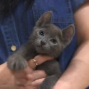 그루밍캐터리 이미지