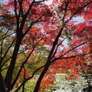 11/13(목)(벙개) 가을절정 현충원 앵콜 산책 이미지