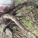 로타리슈퍼 이미지