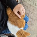 복복케이스 이미지
