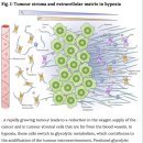 Re:The hypoxic tumour microenvironment - 2018년 nature 논문 읽어야 이미지