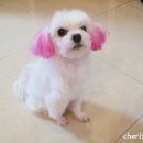 동네미용실 Daum카페