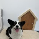 엘로이펫(L.ROYpet) 이미지